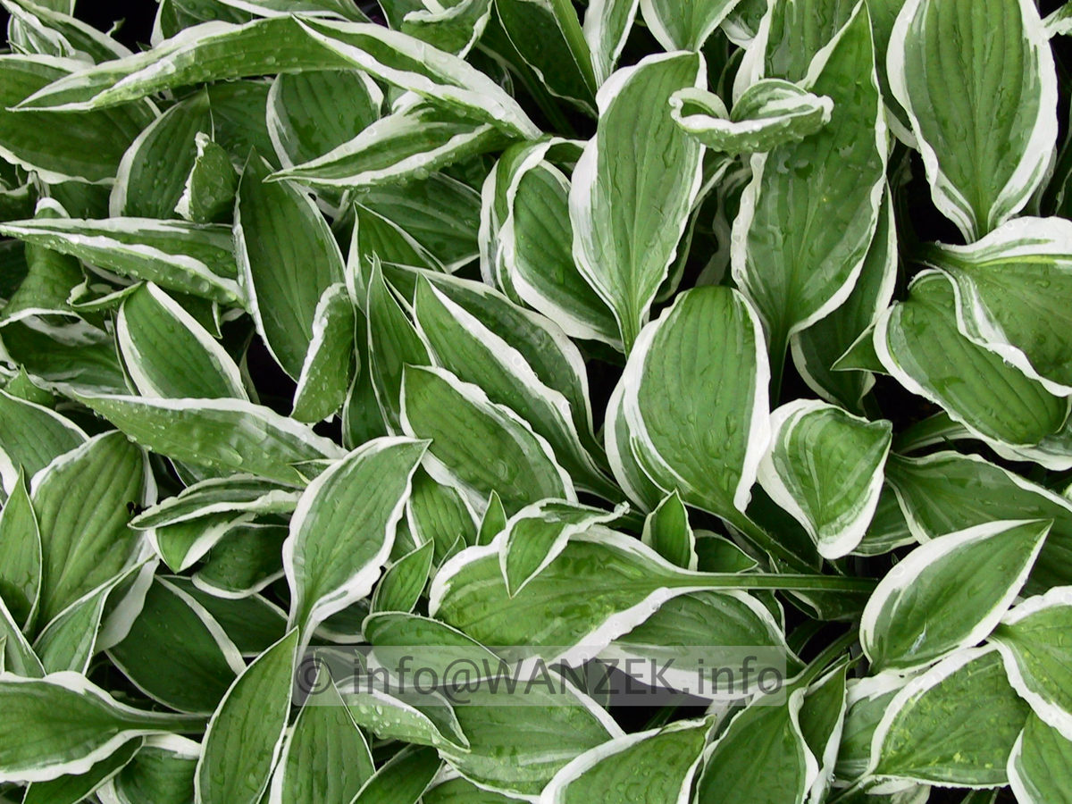 Hosta Hybride Ginko Craig 04.jpg